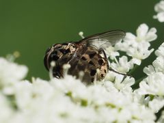 Graphomya maculata