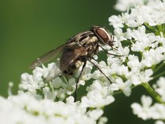 Graphomya maculata
