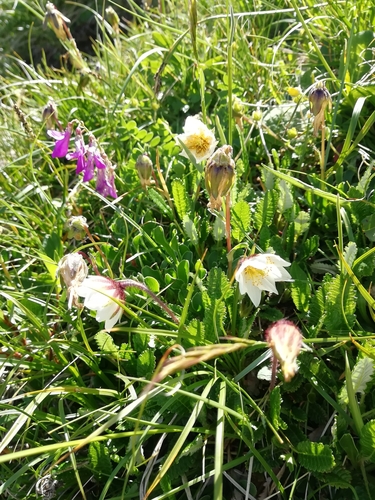 Image of Dryas Caucasica (Dryas caucasica) by (c) Екатерина Кропочева, some rights reserved (CC BY)