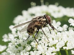 Graphomya maculata