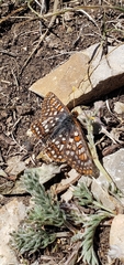 Euphydryas anicia