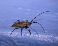 Cymatonycha fasciata