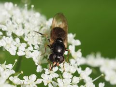 Cheilosia pagana