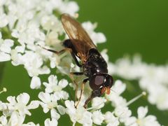 Cheilosia pagana