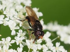 Cheilosia pagana