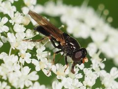 Cheilosia pagana