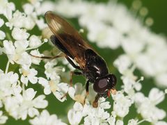 Cheilosia pagana
