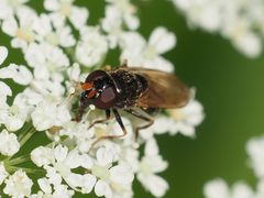 Cheilosia pagana
