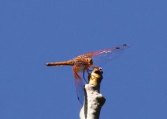 Trithemis kirbyi