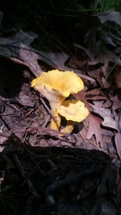 Cantharellus flavus