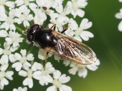 Cheilosia pagana