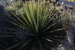 Puya goudotiana