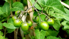Solanum dulcamara