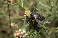 Protaetia morio