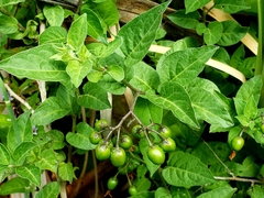 Solanum dulcamara