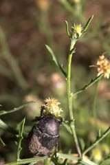 Protaetia morio