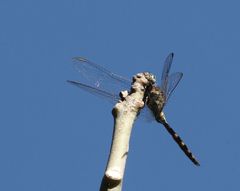 Orthetrum brachiale