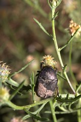 Protaetia morio