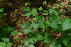 Geum × catlingii