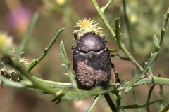 Protaetia morio