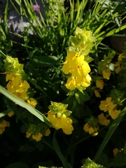 Rhynchocorys elephas