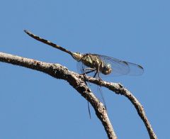 Orthetrum brachiale