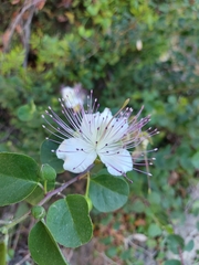 Capparis spinosa