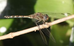 Orthetrum brachiale