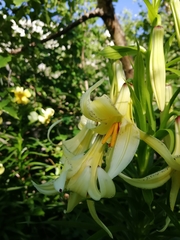 Lilium monadelphum