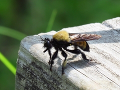 Laphria macquarti