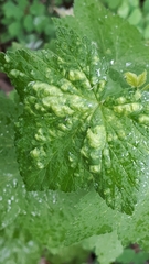 Phytoptus