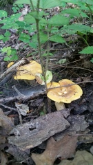 Cantharellus phasmatis