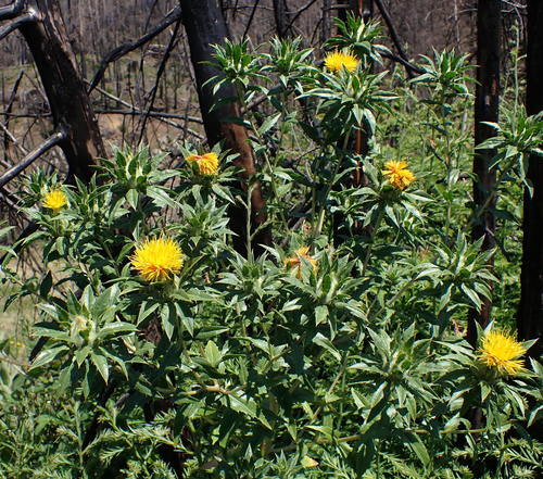 Image of Carthamus tinctorius by no rights reserved