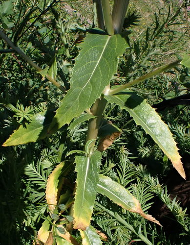 Carthamus tinctorius