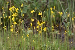 Utricularia cornuta