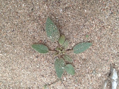 Abronia angustifolia