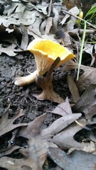 Cantharellus phasmatis
