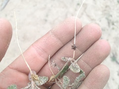 Abronia angustifolia