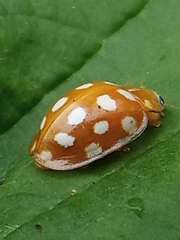 Halyzia sedecimguttata