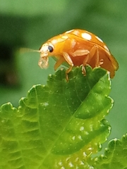 Halyzia sedecimguttata