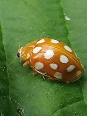 Halyzia sedecimguttata