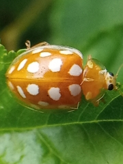 Halyzia sedecimguttata