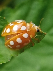 Halyzia sedecimguttata