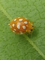 Halyzia sedecimguttata