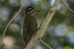 Dryobates spilogaster