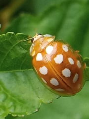 Halyzia sedecimguttata