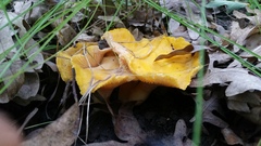 Cantharellus phasmatis