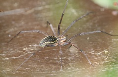 Corasoides australis