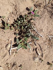 Abronia angustifolia