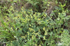Alchemilla languida